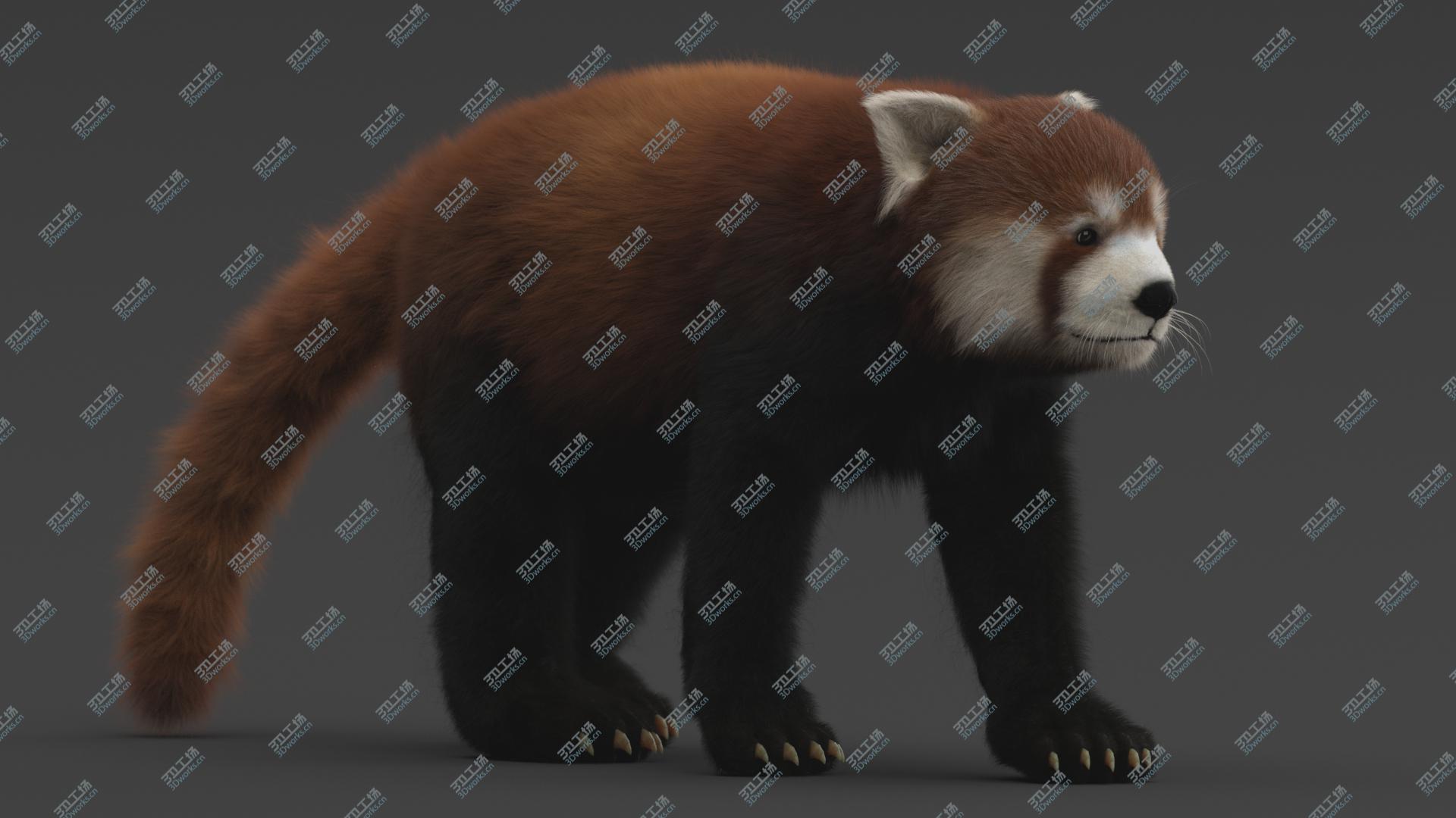 images/goods_img/20210313/3D Red Panda Rigged/3.jpg